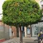 Sinaasappelboom
